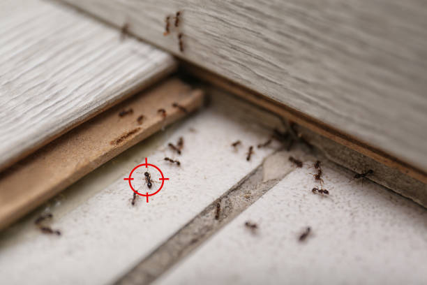 Best Wasp Removal Services  in Beecher, MI
