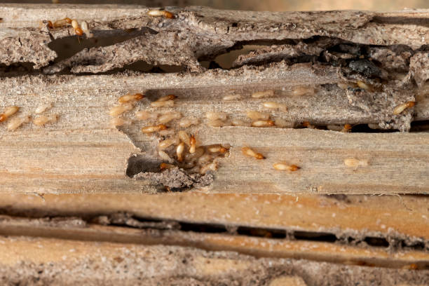 Best Mosquito Control Services  in Beecher, MI